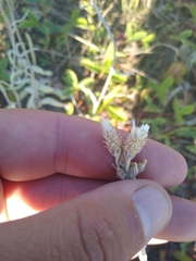 Antennaria pulcherrima