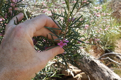 Boronia splendida