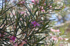 Boronia splendida