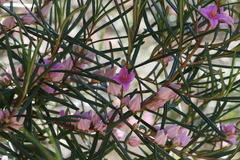 Boronia splendida