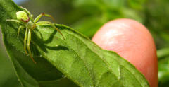 Misumenops rubrodecoratus