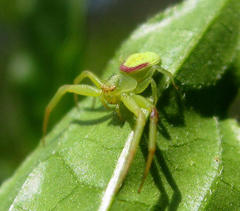 Misumenops rubrodecoratus