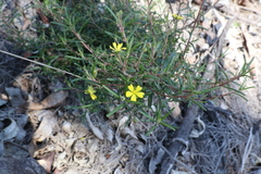 Hibbertia cistoidea
