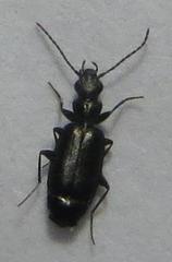 Microlestes