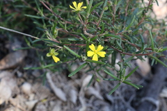 Hibbertia cistoidea