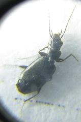 Microlestes