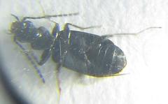 Microlestes