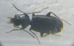 Microlestes