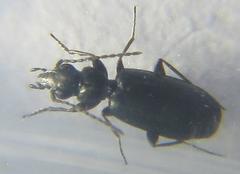 Microlestes