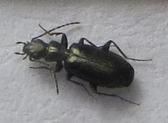 Microlestes