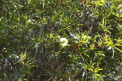 Melaleuca formosa