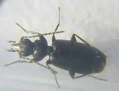 Microlestes