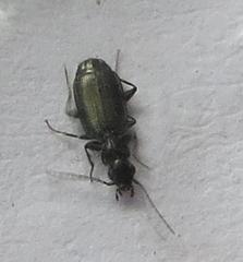 Microlestes