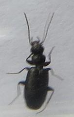 Microlestes