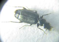 Microlestes