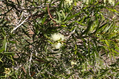 Melaleuca formosa