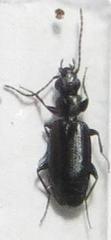 Microlestes