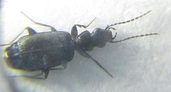 Microlestes