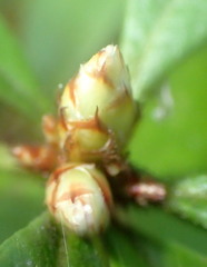 Rhododendron serrulatum