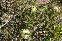 Melaleuca formosa