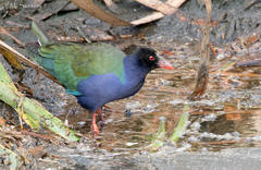 Porphyrio alleni