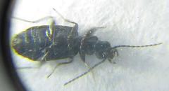 Microlestes