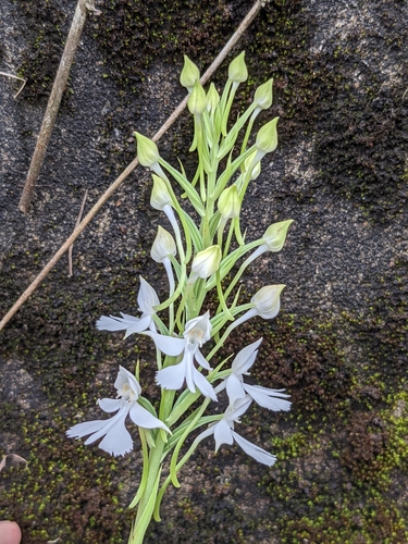 Image of Habenaria dentata by (c) portioid, some rights reserved (CC BY)