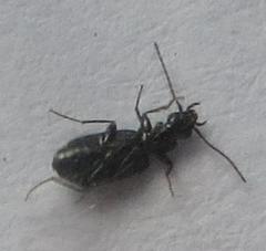 Microlestes