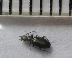 Microlestes