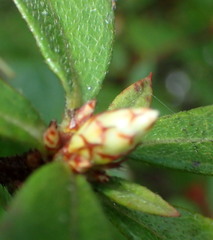 Rhododendron serrulatum