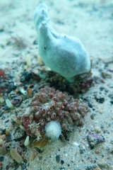 Stolonica australis