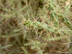 Cylindropuntia waltoniorum