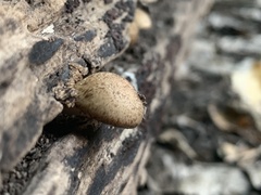 Cystoagaricus