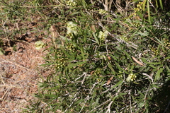 Melaleuca formosa