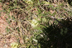 Melaleuca formosa