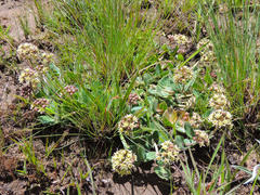 Xysmalobium prunelloides