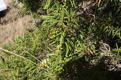 Melaleuca formosa