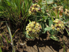Xysmalobium prunelloides