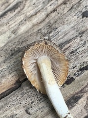 Cystoagaricus