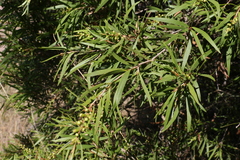 Melaleuca formosa