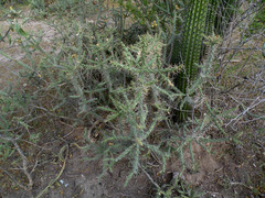 Cylindropuntia waltoniorum