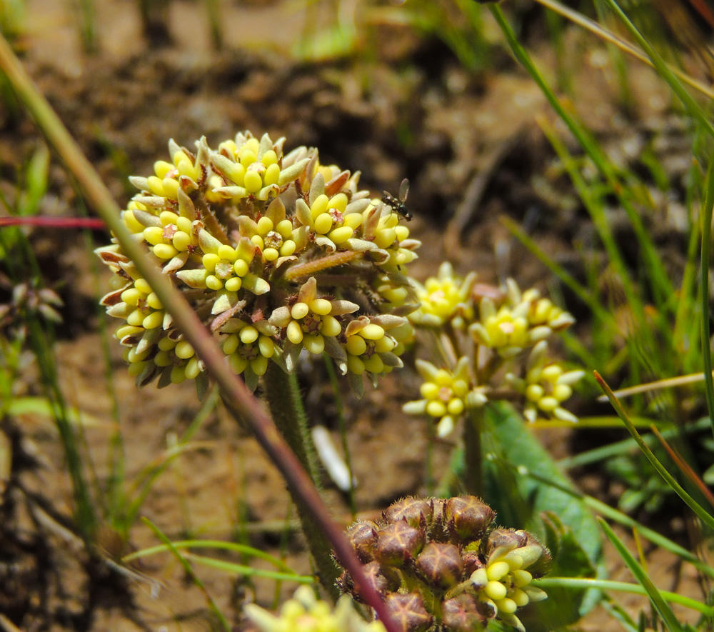 Xysmalobium prunelloides
