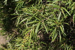 Melaleuca formosa