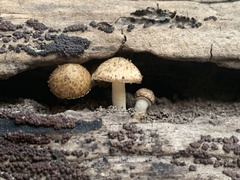Cystoagaricus