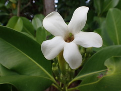 Fagraea berteroana