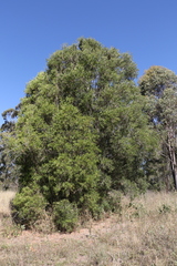 Melaleuca formosa