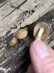 Cystoagaricus