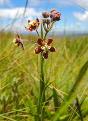 Aspidonepsis reenensis