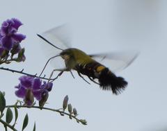 Cephonodes hylas virescens