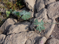 Cucurbita cordata